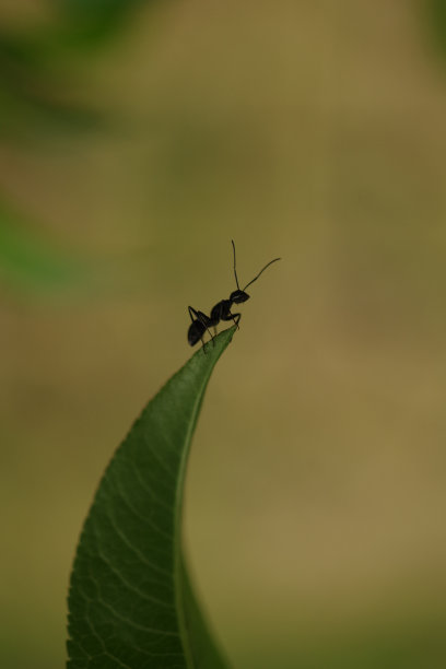 黑蚁