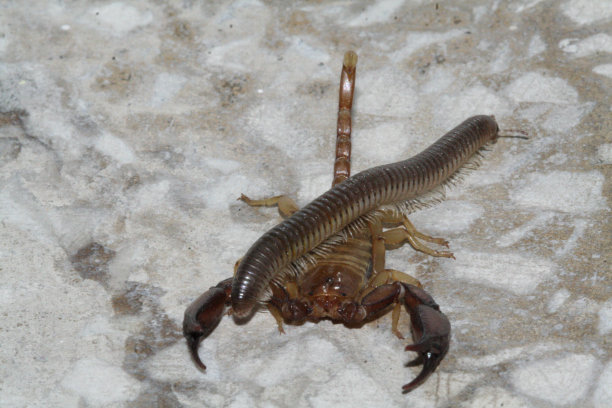 scorpio