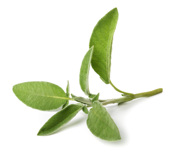 salvia