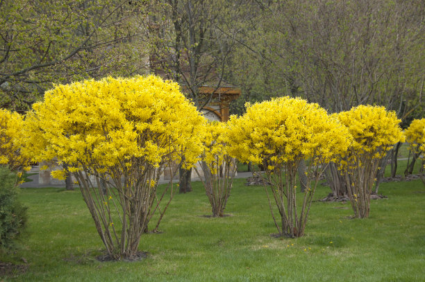 forsythia