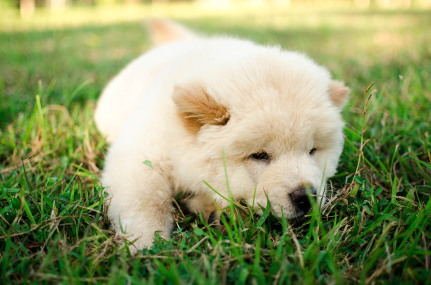 chow