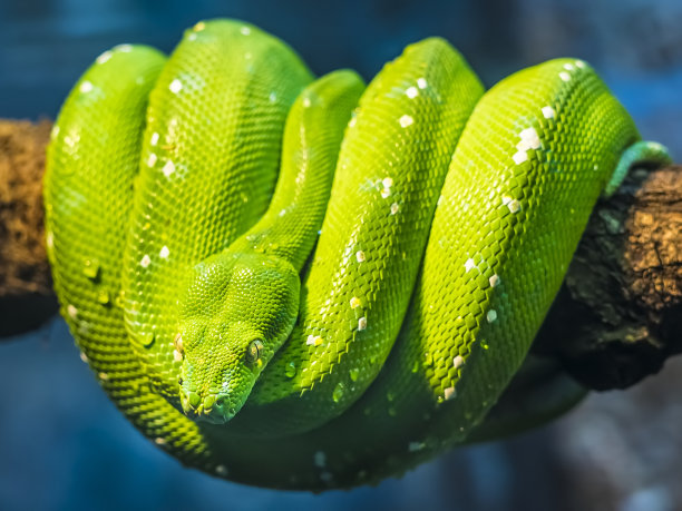 绿树蛇
