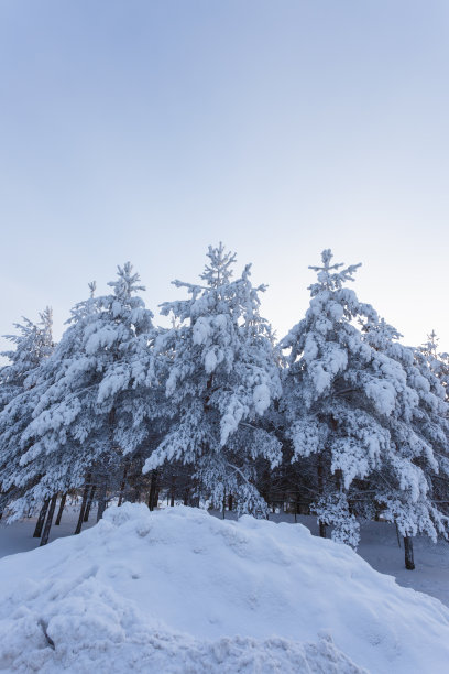 冬季芬兰北部白色的雪原与森林