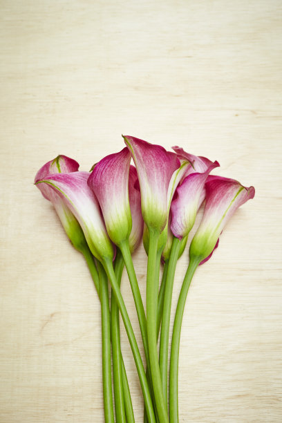 calla