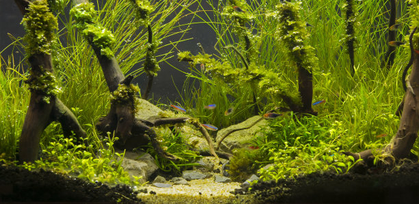 aquarium