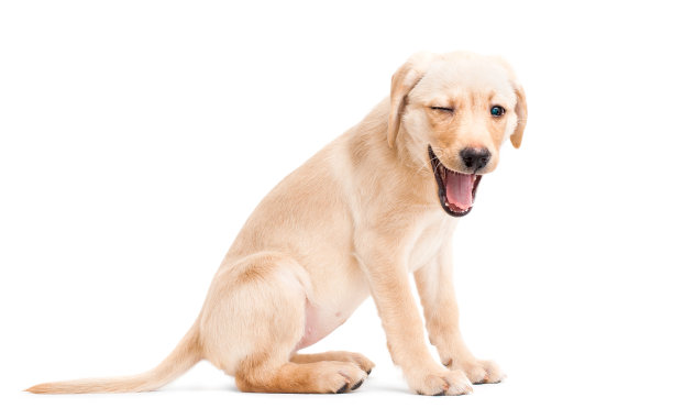 labrador