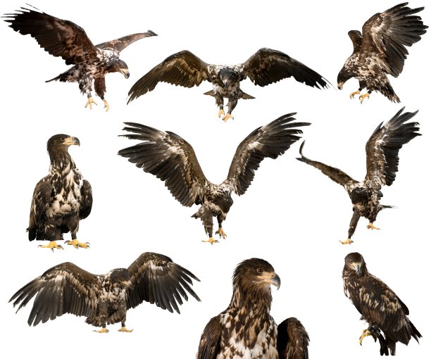 hawk