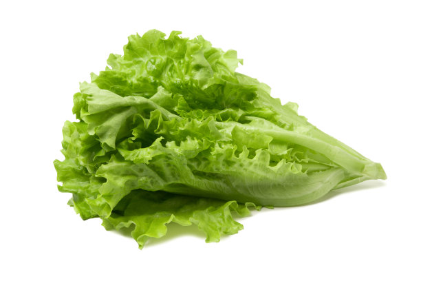 lactuca