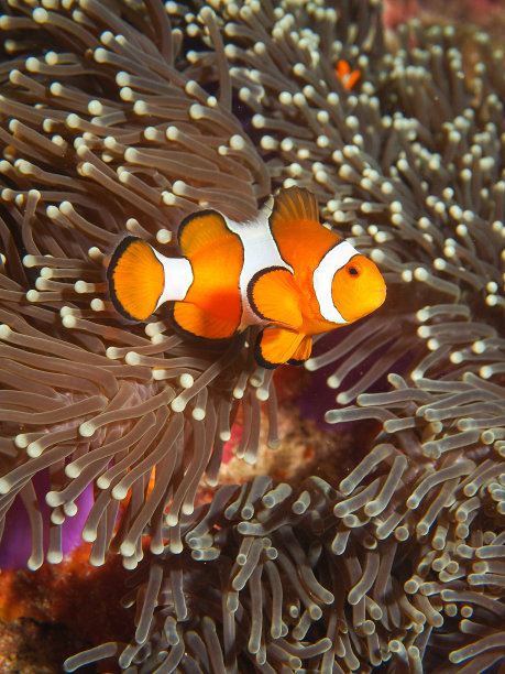 anemonefish