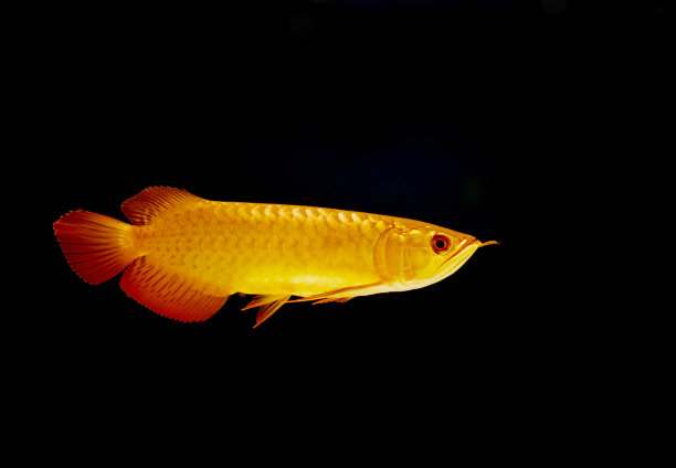 arowana