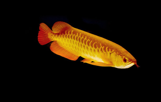 arowana