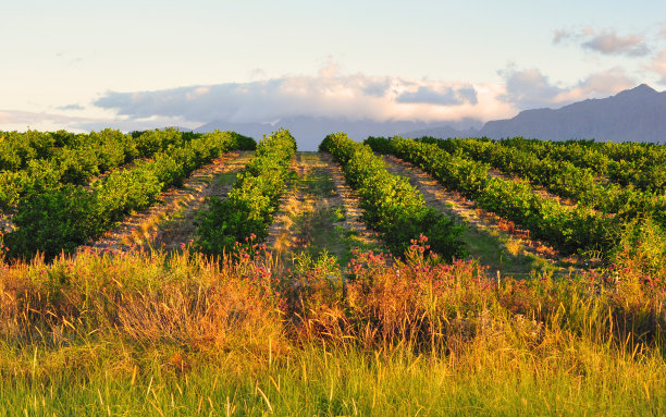 orchard