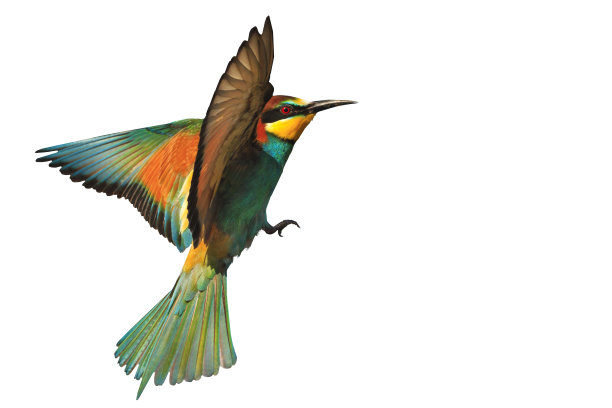 avian