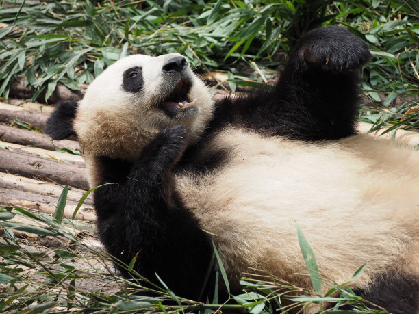 大熊猫繁育基地