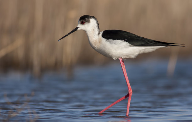 avocet