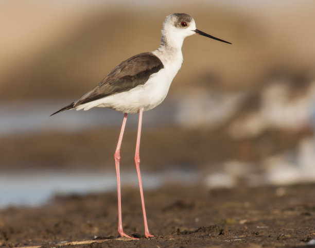 avocet