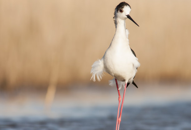 avocet