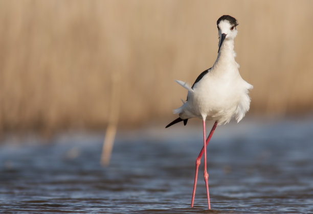 avocet