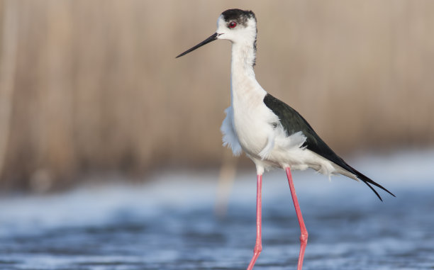 avocet