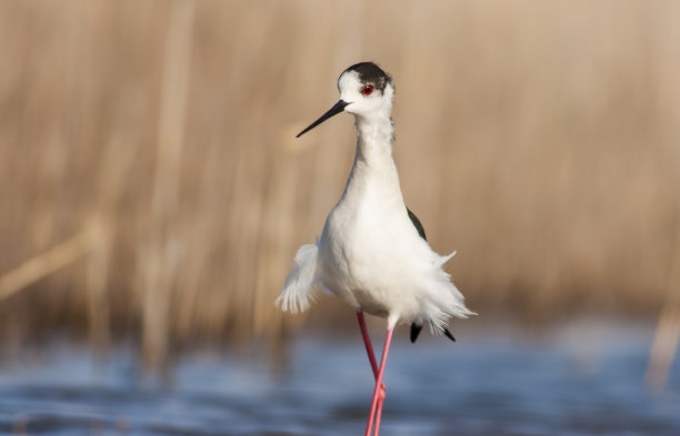 avocet