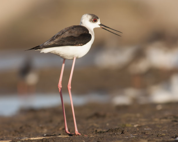 avocet