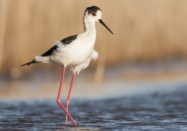 avocet