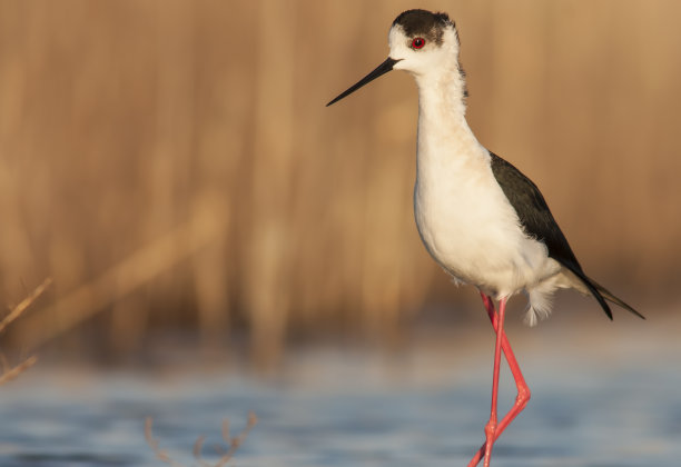 avocet