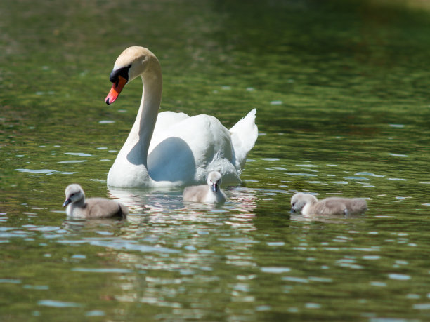 goose