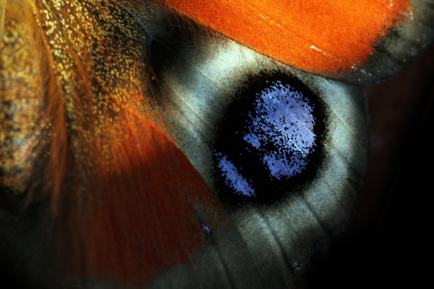 蓝白花卉蝴蝶图案素材