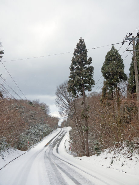 大雪山茶