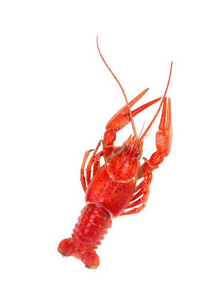crawdad