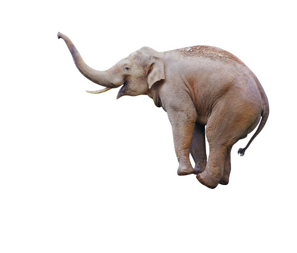 elephant