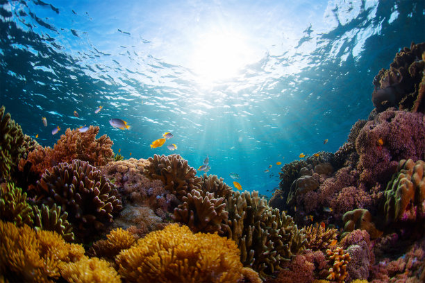 corals