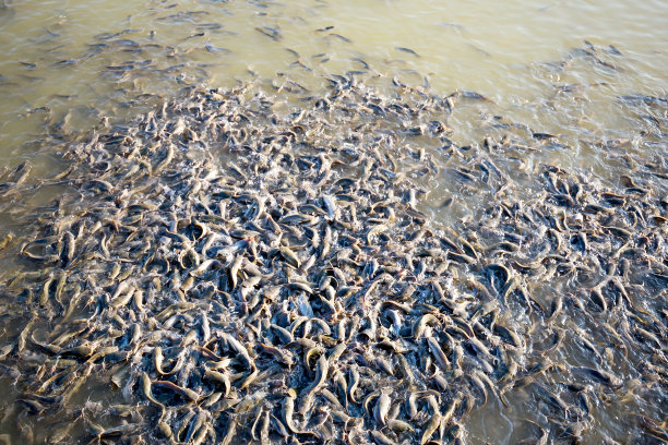 catfish