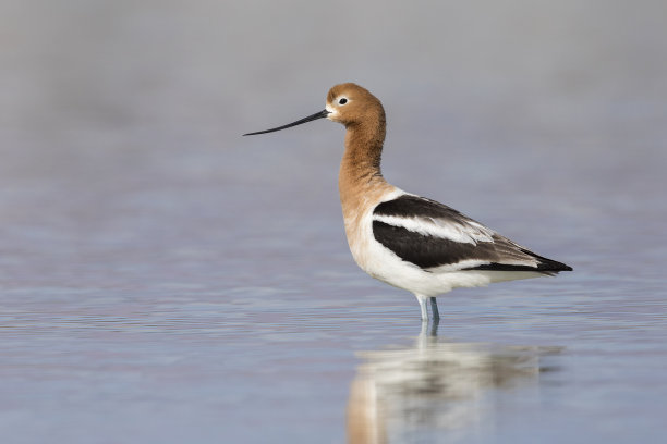 avocet