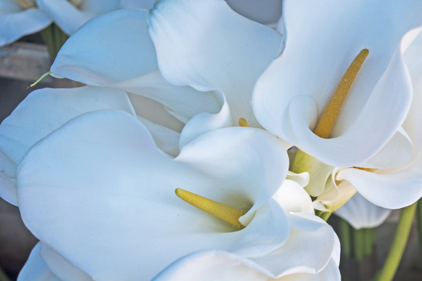 zantedeschia