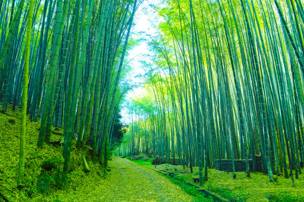 pathway