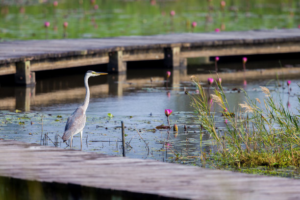 wetland