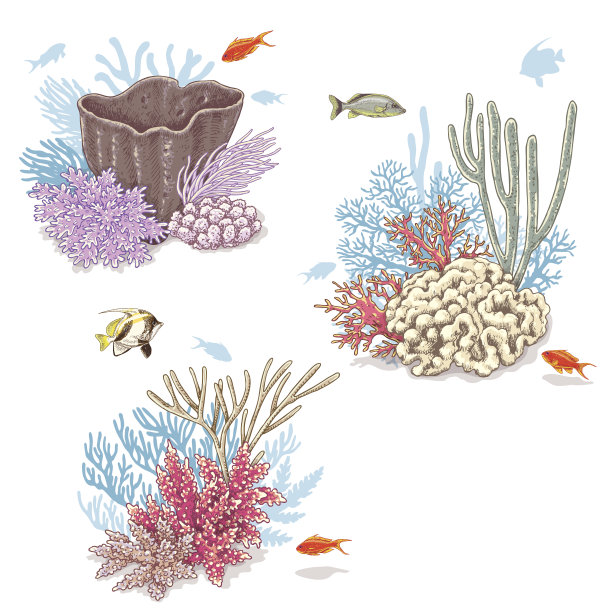 corals