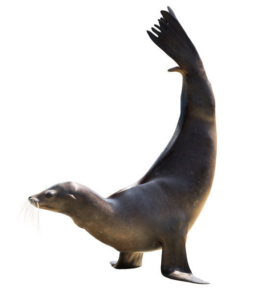 seal