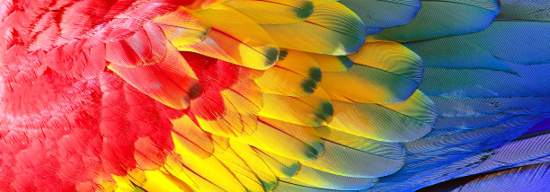 parrots