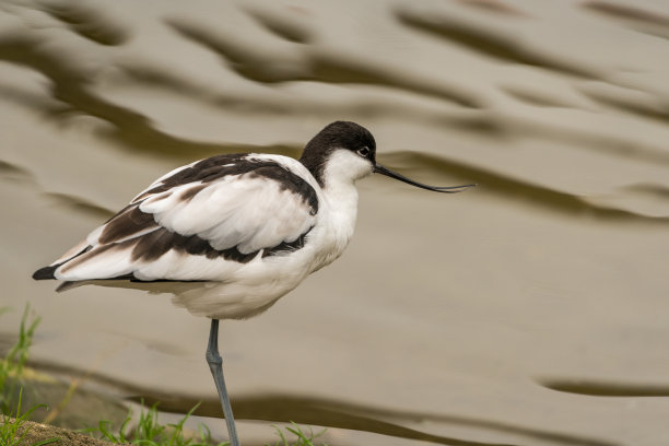 avocet