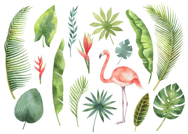 flamingo
