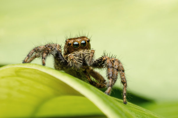 spider