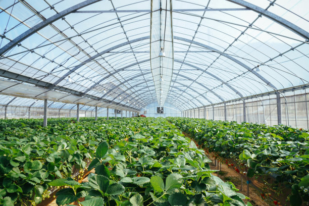 greenhouse