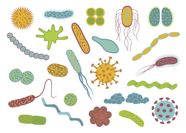 bacteria
