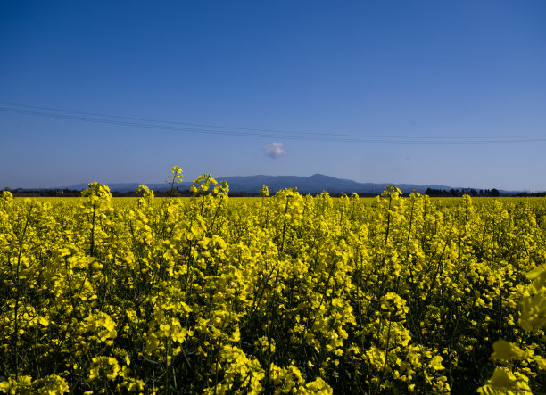 蓝天白云油菜花油画