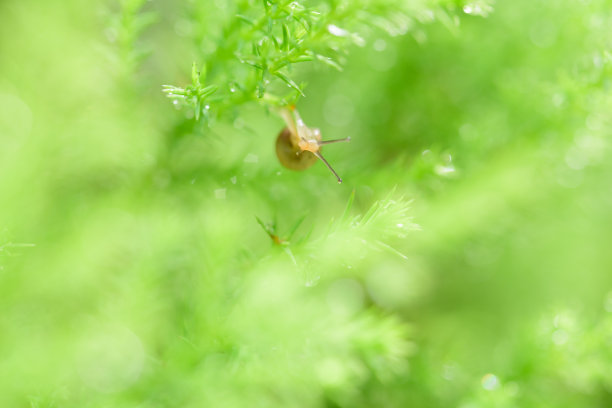 蜗牛图片_ppt模板_word文档_表格模板下载_wps稻壳儿