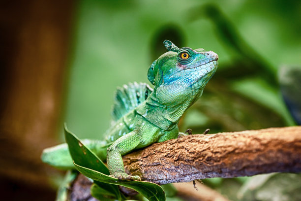 lizard