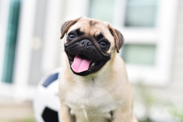 pug